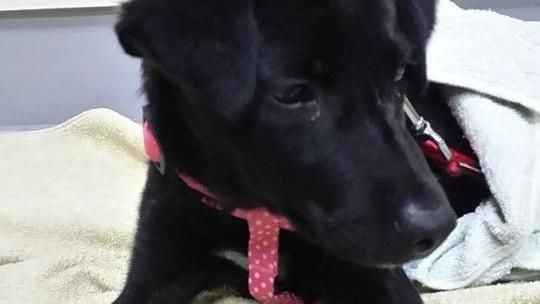 浪幼犬遭移工擄走！殘忍分食只剩下頭