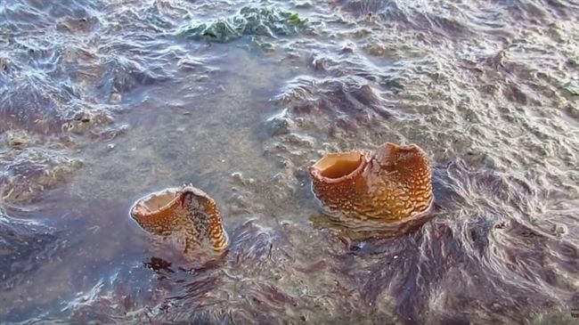詭異生物　成年後「吃掉」自己大腦！