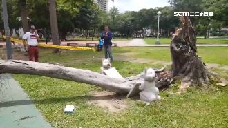 砰！榕樹突傾倒　2高中生打球遭砸傷