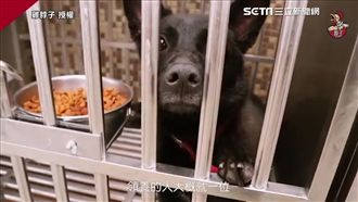 被遺棄的毛孩去哪？牠們在這等一個家