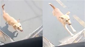 菲律賓,狗狗,吉普尼,公車,追車,車尾,司機,收留,上車,　圖／翻攝自Mirror