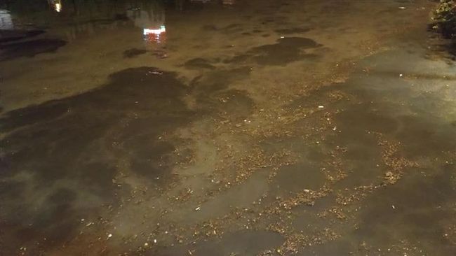 愛河變綠豆湯　原因曝光是「這」害的