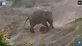 印度,村民拿石塊砸大象（圖／翻攝自Daily Mail YouTube）