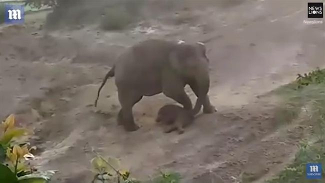 拿石塊砸初生小象　母象抓狂踩死暴男