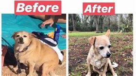 一隻狗狗竟然也能當紅娘！美國有一隻吉娃娃因為引人注目的「巨無霸」身材，竟意外幫主人牽起紅線，成功脫魯！（圖／翻攝自lauranorton2 IG）