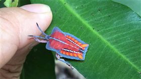 荔枝椿象避免觸摸　遭噴液清水洗新北市政府農業局18日提醒，遇到荔枝椿象不要徒手抓蟲，若遭噴出臭液觸及皮膚，可用清水清洗，減少過敏與刺痛。圖為荔枝椿象若蟲（較成熟的幼蟲）。中央社記者黃旭昇新北攝　108年5月18日