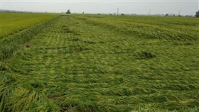 強降雨襲台南　水稻倒伏嚴重台南地區20日遭強降雨突襲，各主要農作區陸續傳出農損災情，即將收成的台南一期稻作倒伏情形嚴重，農民欲哭無淚。（台南市農業局提供）中央社記者楊思瑞台南傳真　108年5月21日