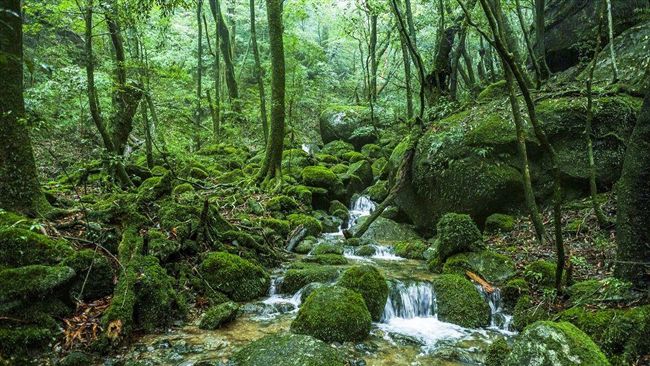 真實版《魔法公主》場景在日本屋久島