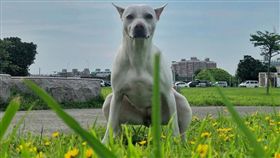 （１６：９）米克斯Pro醬深蹲。（圖／翻攝自Pro醬臉書）