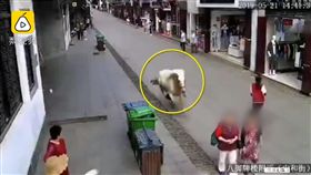 白馬,狂奔,安徽,撞傷,擊斃(翻攝自梨視頻)
https://www.pearvideo.com/video_1557271
