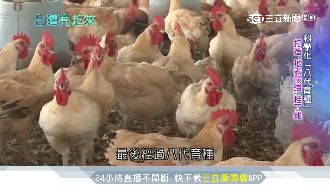 地表最強桂丁雞！土雞王創立台灣品牌