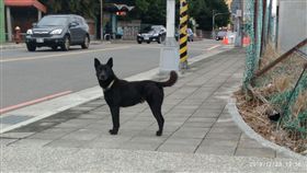 新北,林口,流浪狗,狗追車,自摔,車禍,腦出血（圖／翻攝自爆料公社臉書）