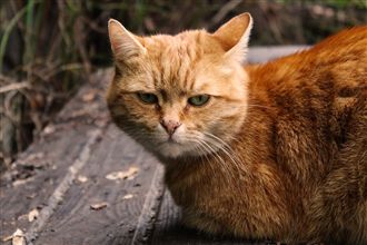喵星人互打到失焦　小貓奴竟無視網驚