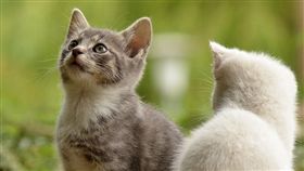 貓咪、貓／翻攝自pixabay