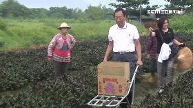 (18必)縣長評台銘1800