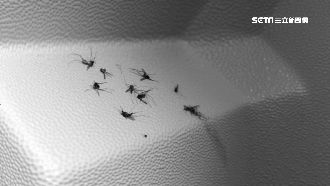 一晚23隻蚊夜襲　轟旅館賠償沒誠意