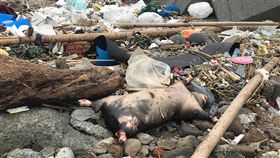 新北萬里發現2死豬　動保處派員採樣送驗新北市萬里區翡翠灣沙灘及野柳漁港防波堤，22日上午及下午各發現死亡豬隻，防疫人員獲報到場將豬隻帶回並採樣送驗，結果最快23日晚間出爐。（翻攝照片）中央社記者王朝鈺傳真　108年5月22日