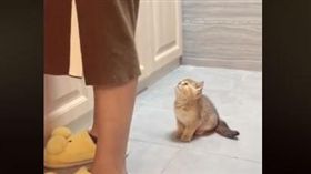 可愛到不行！萌貓主動出擊　飛簷走壁就為跟媽磨臉撒嬌（圖／翻攝自Ben OH臉書）