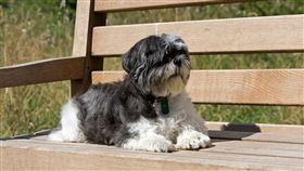 西施犬。(圖/PIXABAY)