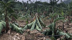 強降雨襲南投釀災　中寮香蕉樹倒一片強降雨日前襲擊南投縣，造成多種農作物受損，中寮鄉一處香蕉園經暴雨與強風摧殘，園內約600棵香蕉樹倒伏，損失慘重。中央社記者蕭博陽南投縣攝　108年5月22日
