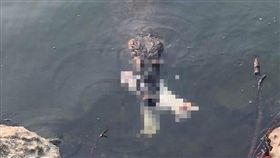 放養貓被鱷魚咬成兩截。(圖/翻攝自臉書)