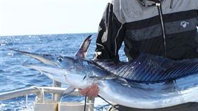 旗魚,攻擊,充氣艇,兄弟,尖銳(翻攝自維基百科)
