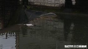 南投枇杷城大排無名屍／翻攝畫面