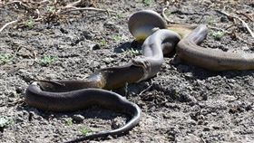 蟒蛇竟吞同類　反芻吐出「完整一條」（圖／翻攝自Parry Creek Farm Tourist Resort and Caravan Park臉書）