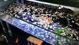 （圖／翻攝自爆廢公社）魚缸,飛蟻,白蟻,屍海