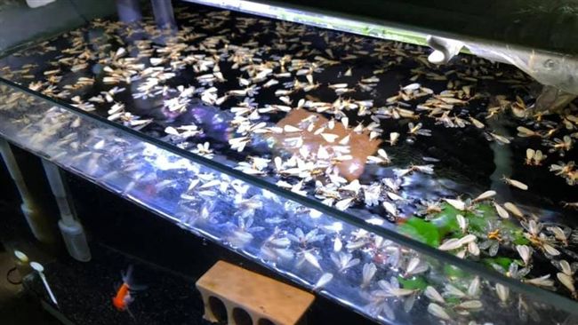 他忘關魚缸燈…回頭驚見恐怖「屍海」