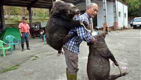 離島和本島山豬王有機會對決（1）部分蘭嶼豬沒有圈養，小豬迷路後跑到山區變成野豬，過了5、6年後變成山豬，開始長出獠牙。台東縣政府和蘭嶼鄉公所將舉辦抓野豬比賽，達悟族山豬王鍾馬雄與布農族山豬王吉呀努（前）有機會對決。（檔案照片）中央社記者盧太城台東攝  108年5月24日