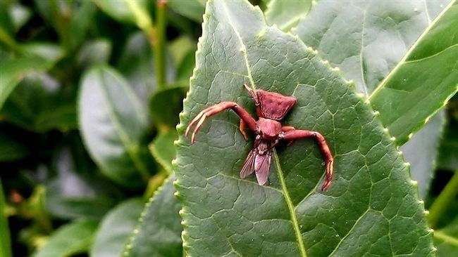 兩千公尺高山種茶　他驚見「外星生物」