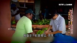 聖露西亞與台復交！「香蕉」竟成關鍵