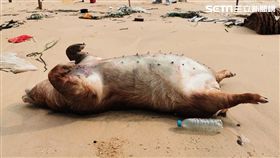 非洲豬瘟中央災害應變中心今（24）日表示，金門日前發現的海漂豬，被驗出非洲豬瘟病毒，為確保產業整體安全，金門縣豬隻及其產品，將暫停輸往台灣和其他離島至少1周。圖／金門縣府提供）