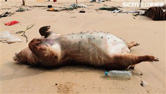 海漂豬有非洲豬瘟!金門豬肉暫停輸台