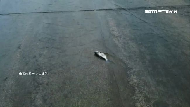 水庫滿水位！鋸齒堰落差　魚兒慘摔死