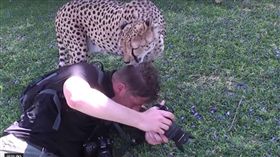 獵豹,非洲,攝影師（圖／翻攝自YouTube）