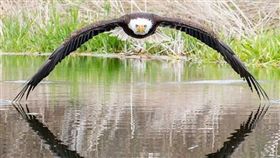 白頭海鵰掠過湖面「完美對稱」！加拿大攝影師拍下絕美畫面
（圖／翻攝自stevebiro instagram）