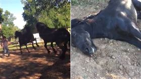 公馬,發情,求愛,生殖器,交配（圖／翻攝自臉書）