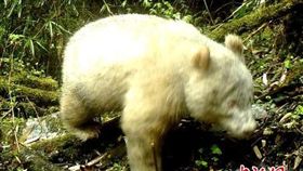 全球首例！四川臥龍自然保護區拍到「紅眼白化貓熊」。（圖／翻攝自中新網）
