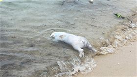 小琉球海岸發現豬屍（1）屏東縣琉球鄉中澳沙灘25日發現一隻年齡約3至4個月大的豬屍，經防疫所採樣後隨即就地掩埋，並針對周遭環境加強消毒。（屏東動物防疫所提供）中央社記者郭芷瑄傳真　108年5月25日