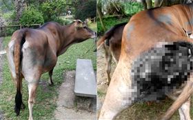 牛,肛門,陰道,暴行,香港（圖／翻攝自大嶼山愛護水牛協會臉書）