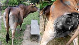 牛,肛門,陰道,暴行,香港（圖／翻攝自大嶼山愛護水牛協會臉書）