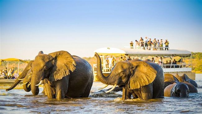 非洲水陸獵遊　賞期間限定動物大遷徙