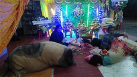 ▲豬（圖／翻攝自泰國網臉書）