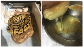 寵物蟒下蛋！他吃一口讚「超驚喜」（圖／翻攝自連登討論區）