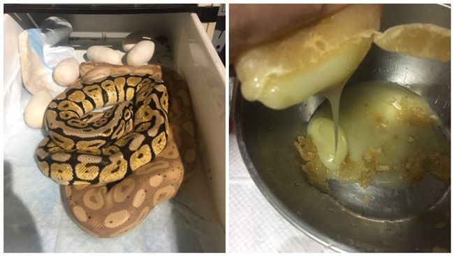 煎「濃稠蟒蛇蛋」！他吃完讚：好驚喜