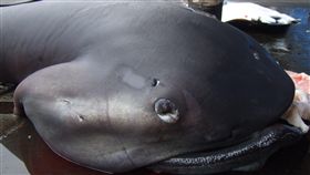 巨口鯊捕獲量增  動保團體籲保育要趁早台灣動物社會研究會指出，近2年巨口鯊捕獲量明顯增加。漁業署漁政組長施俊毅表示，漁民過去抓旗魚用的流刺網洞比較小，現在抓經濟價值比較高的曼波魚，洞比較大，大小、洄游地帶跟巨口鯊相近，所以捕到的數量增加。（漁業署提供）中央社記者楊淑閔傳真  108年5月26日