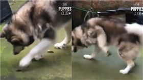 二哈被蟲黏住腳。（圖／翻攝自臉書社團「Woof Woof」）