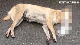 台北市文林北路75巷內8隻流浪貓狗慘遭毒殺（民眾提供）